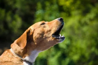 Como Ensinar o Teu Cão a Ladrar com o Comando “Voz!”