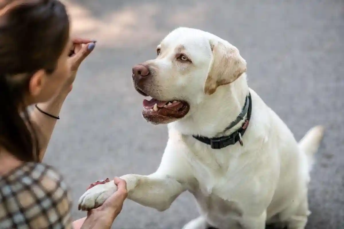 Como Ensinar o Teu Cão a Ladrar com o Comando “Voz!”