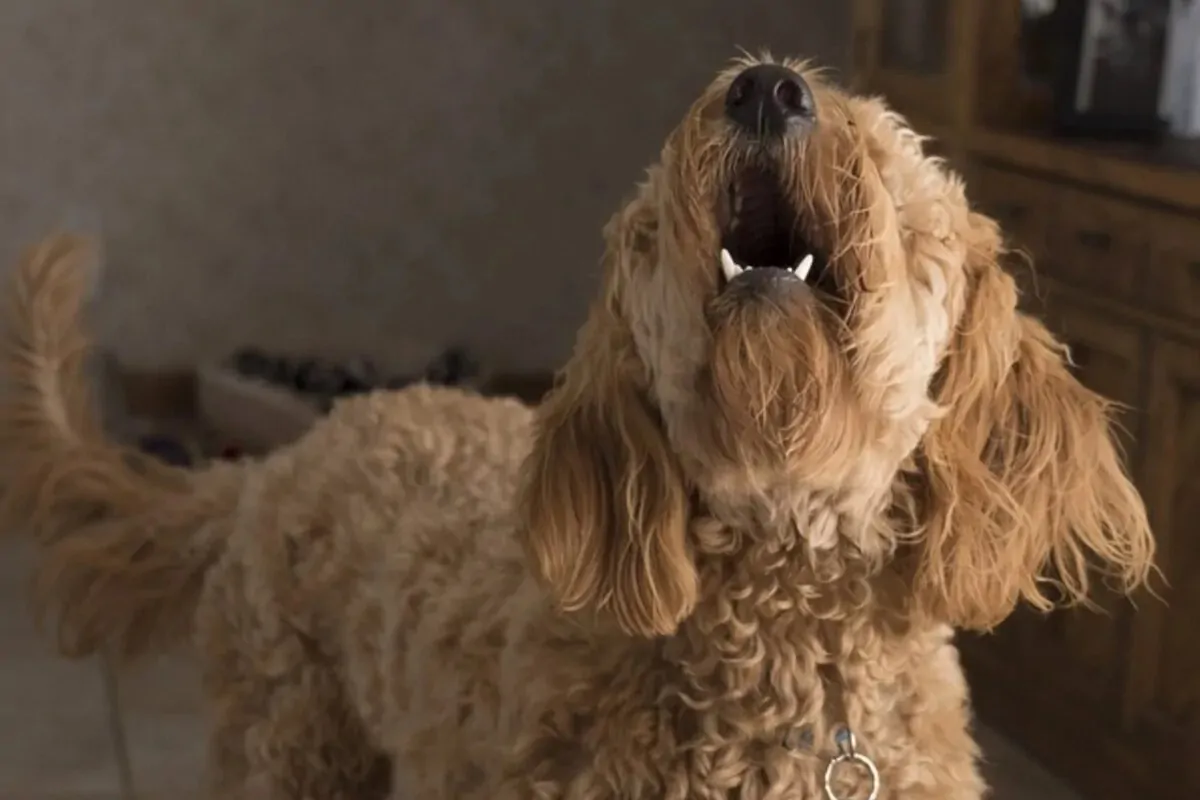 Como Ensinar o Teu Cão a Ladrar com o Comando “Voz!”