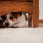 Um Veterinário Explica: Este Erro Pode Causar Ansiedade no Teu Cão