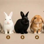 Escolha um Coelho e Descubra se Você é Vulnerável ou Resiliente ao Estresse