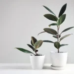 Cresce Até num Copo d’Água: Três Maneiras de Propagar Ficus em Casa