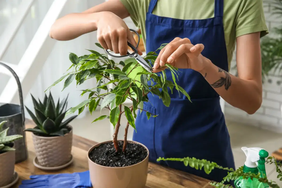 Cresce Até num Copo d’Água: Três Maneiras de Propagar Ficus em Casa
