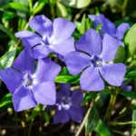 A Flor Ideal para o Inverno: Resistente às Geadas e Pouco Conhecida