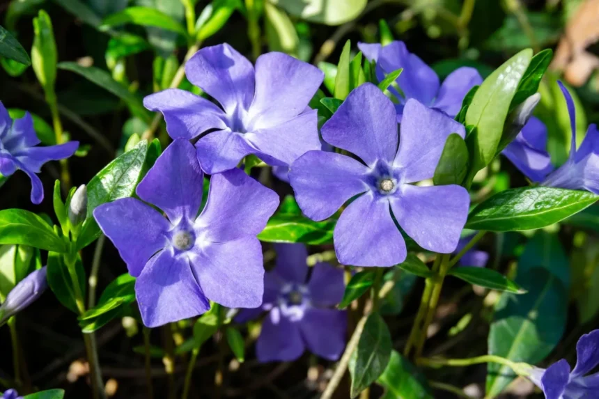 A Flor Ideal para o Inverno: Resistente às Geadas e Pouco Conhecida