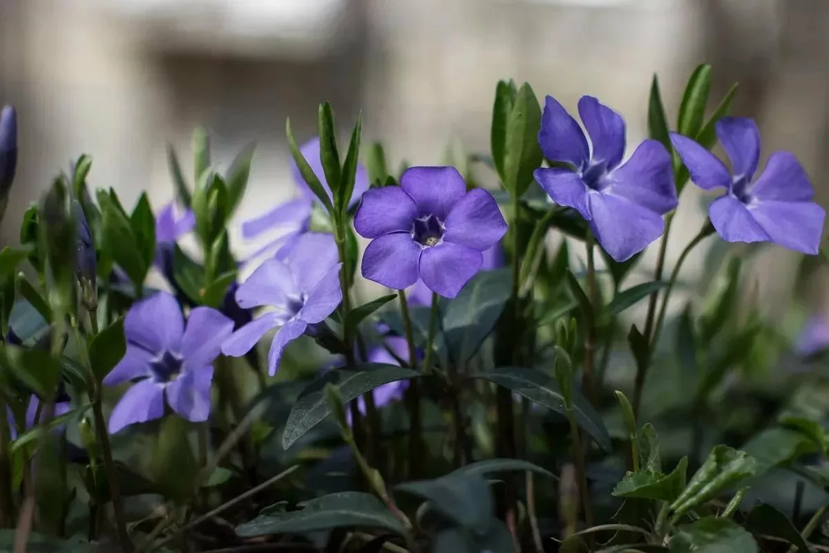A Flor Ideal para o Inverno: Resistente às Geadas e Pouco Conhecida