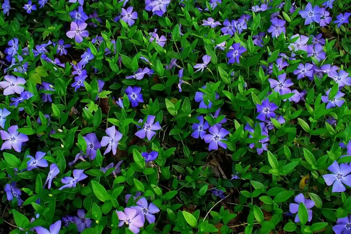 A Flor Ideal para o Inverno: Resistente às Geadas e Pouco Conhecida