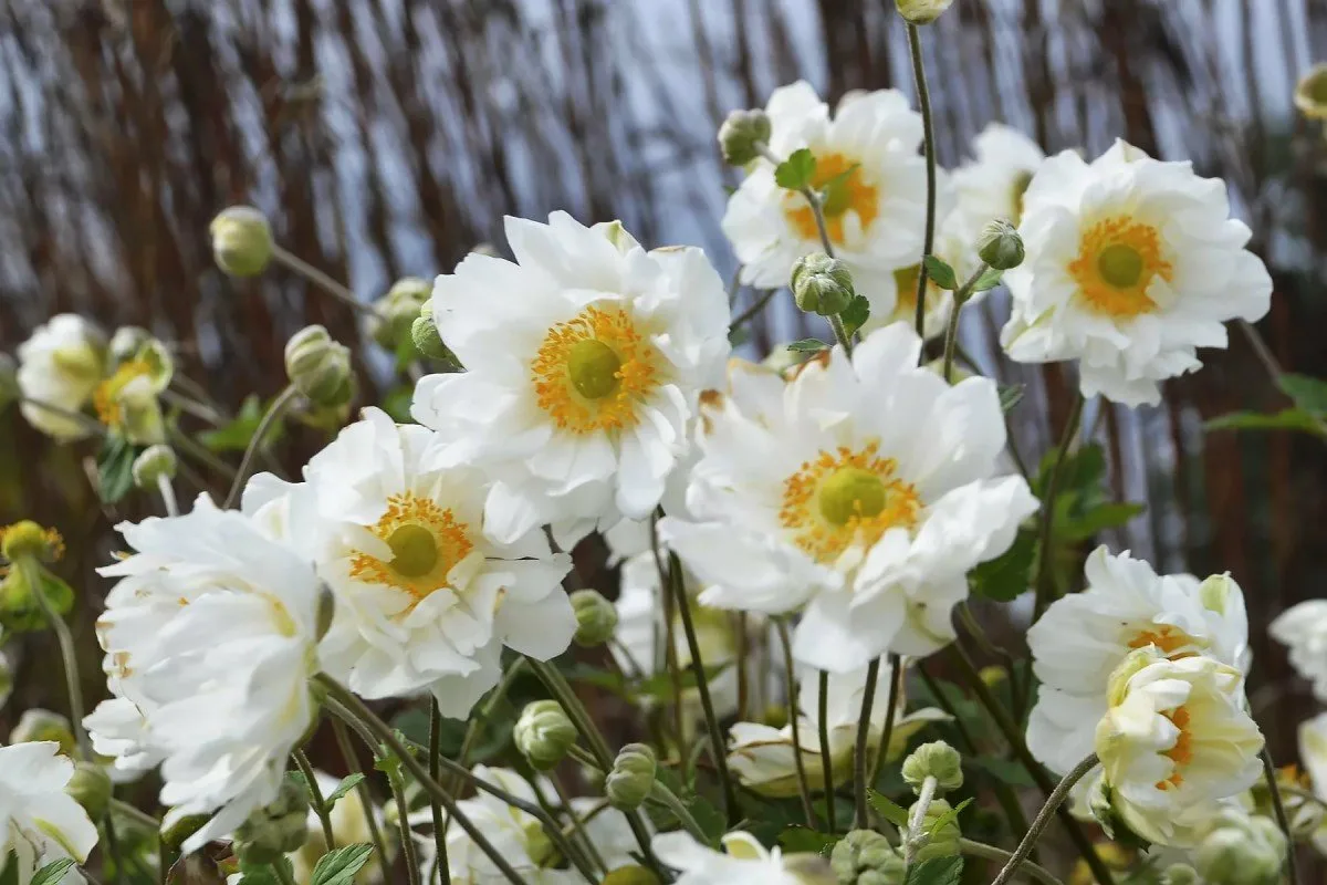 As 10 Flores Mais Bonitas de Novembro: Alegria Outonal para Jardins e Interiores
