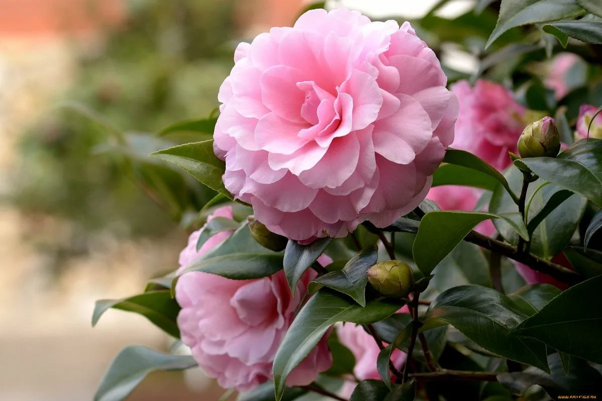 As 10 Flores Mais Bonitas de Novembro: Alegria Outonal para Jardins e Interiores