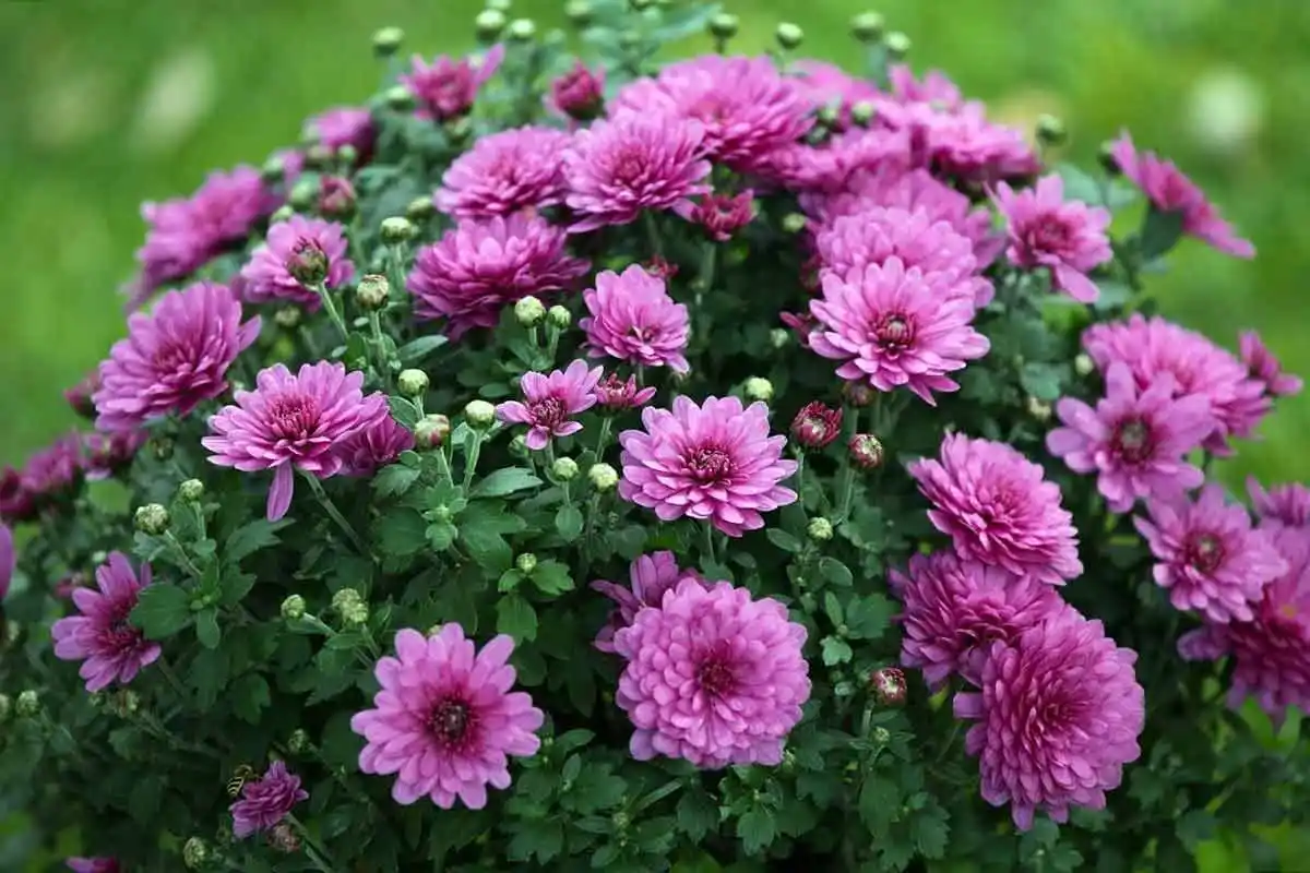 As 10 Flores Mais Bonitas de Novembro: Alegria Outonal para Jardins e Interiores