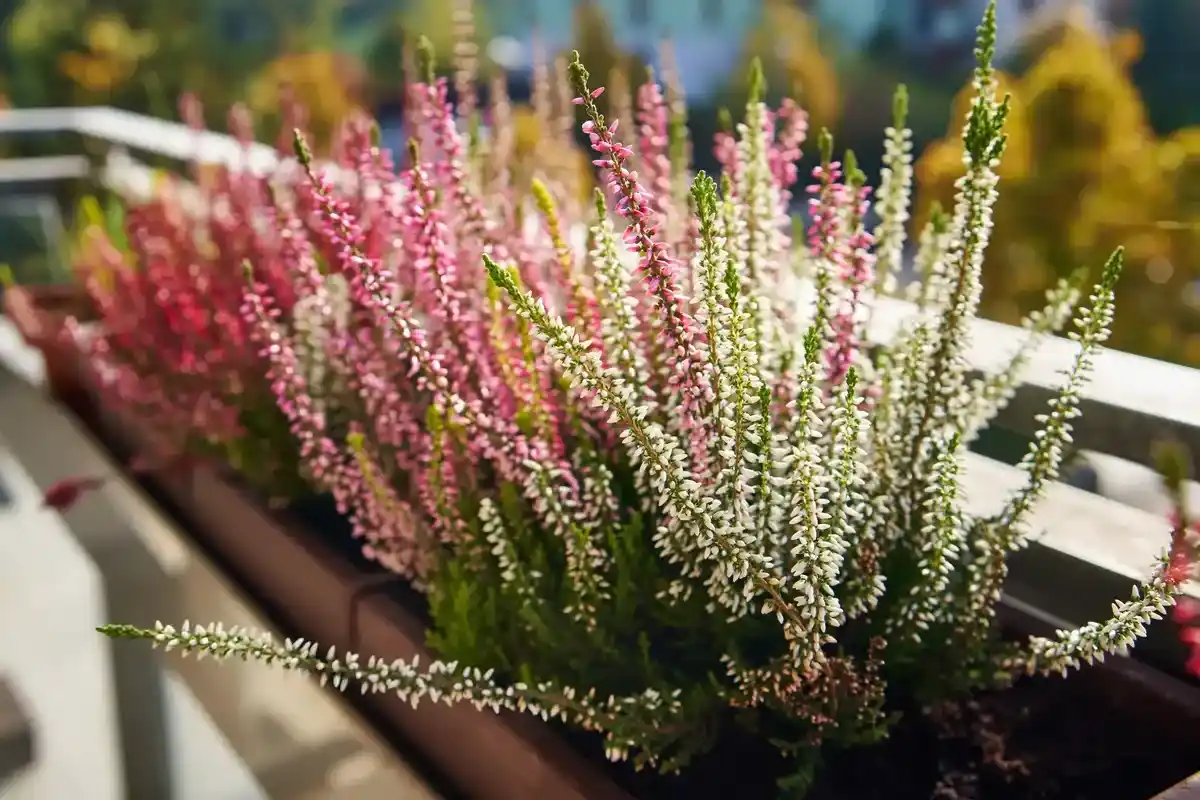 As 10 Flores Mais Bonitas de Novembro: Alegria Outonal para Jardins e Interiores