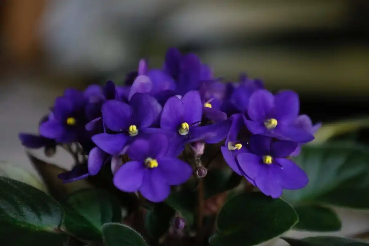 As 10 Flores Mais Bonitas de Novembro: Alegria Outonal para Jardins e Interiores