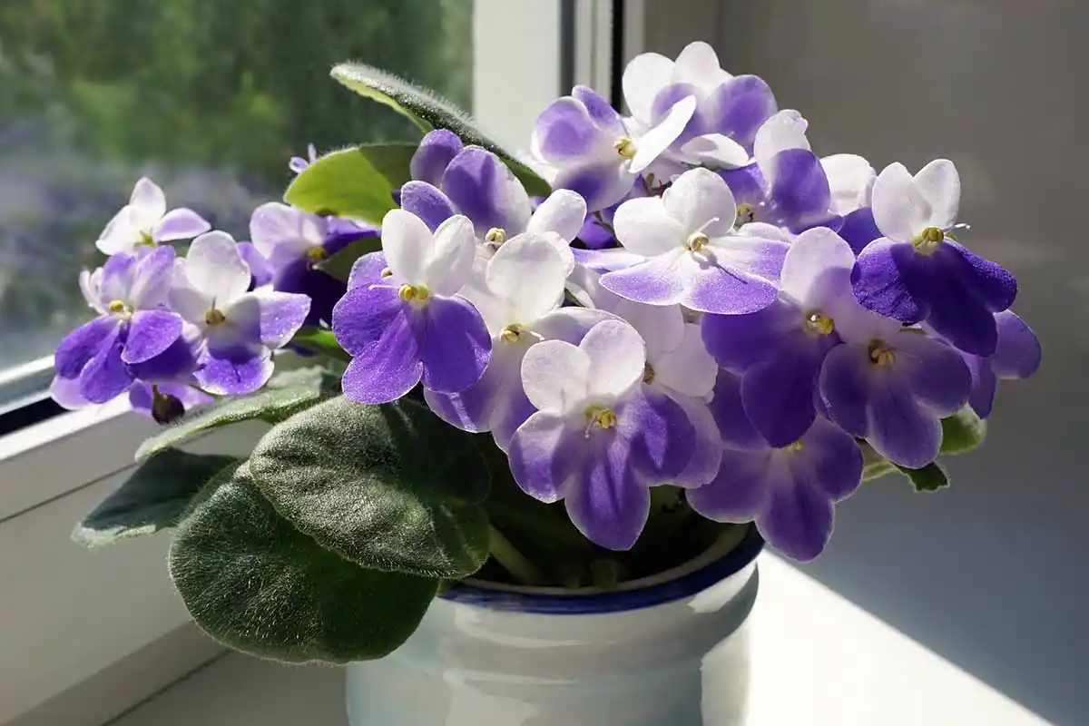 As 10 Flores Mais Bonitas de Novembro: Alegria Outonal para Jardins e Interiores