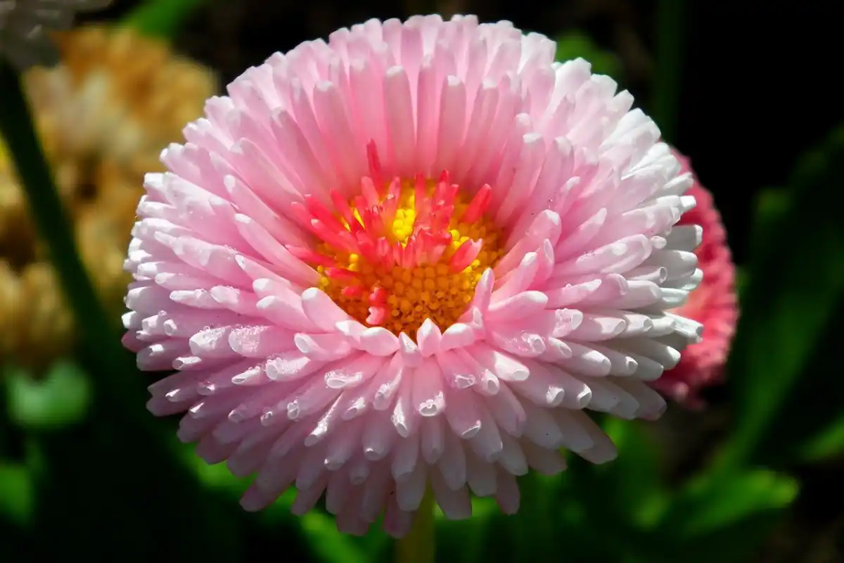 As 10 Flores Mais Bonitas de Novembro: Alegria Outonal para Jardins e Interiores