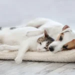 O Que Significa o Lugar Preferido do Teu Gato ou Cão para Dormir: Segundo o Feng Shui