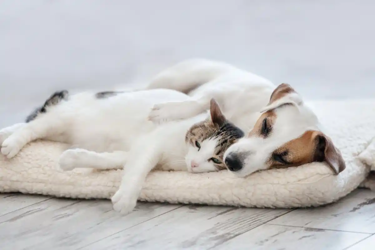 O Que Significa o Lugar Preferido do Teu Gato ou Cão para Dormir: Segundo o Feng Shui