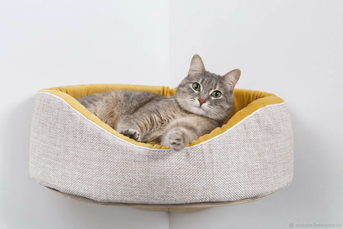 O Que Significa o Lugar Preferido do Teu Gato ou Cão para Dormir: Segundo o Feng Shui