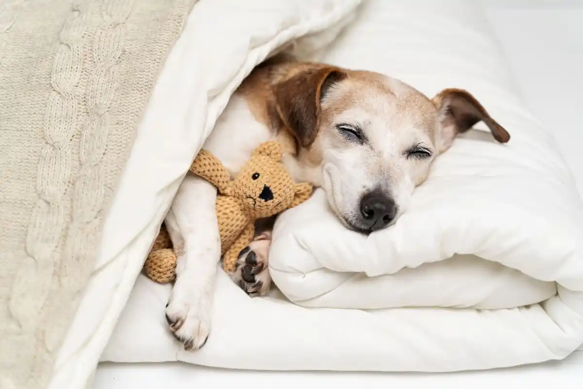 O Que Significa o Lugar Preferido do Teu Gato ou Cão para Dormir: Segundo o Feng Shui