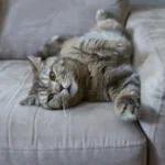 O Que Significa Quando o Teu Gato se Senta no Teu Lugar? Um Veterinário Explica
