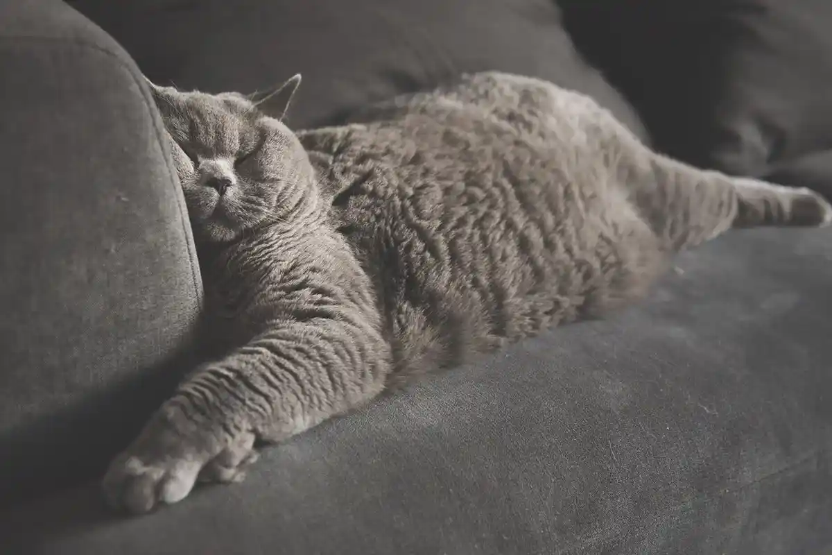 O Que Significa Quando o Teu Gato se Senta no Teu Lugar? Um Veterinário Explica