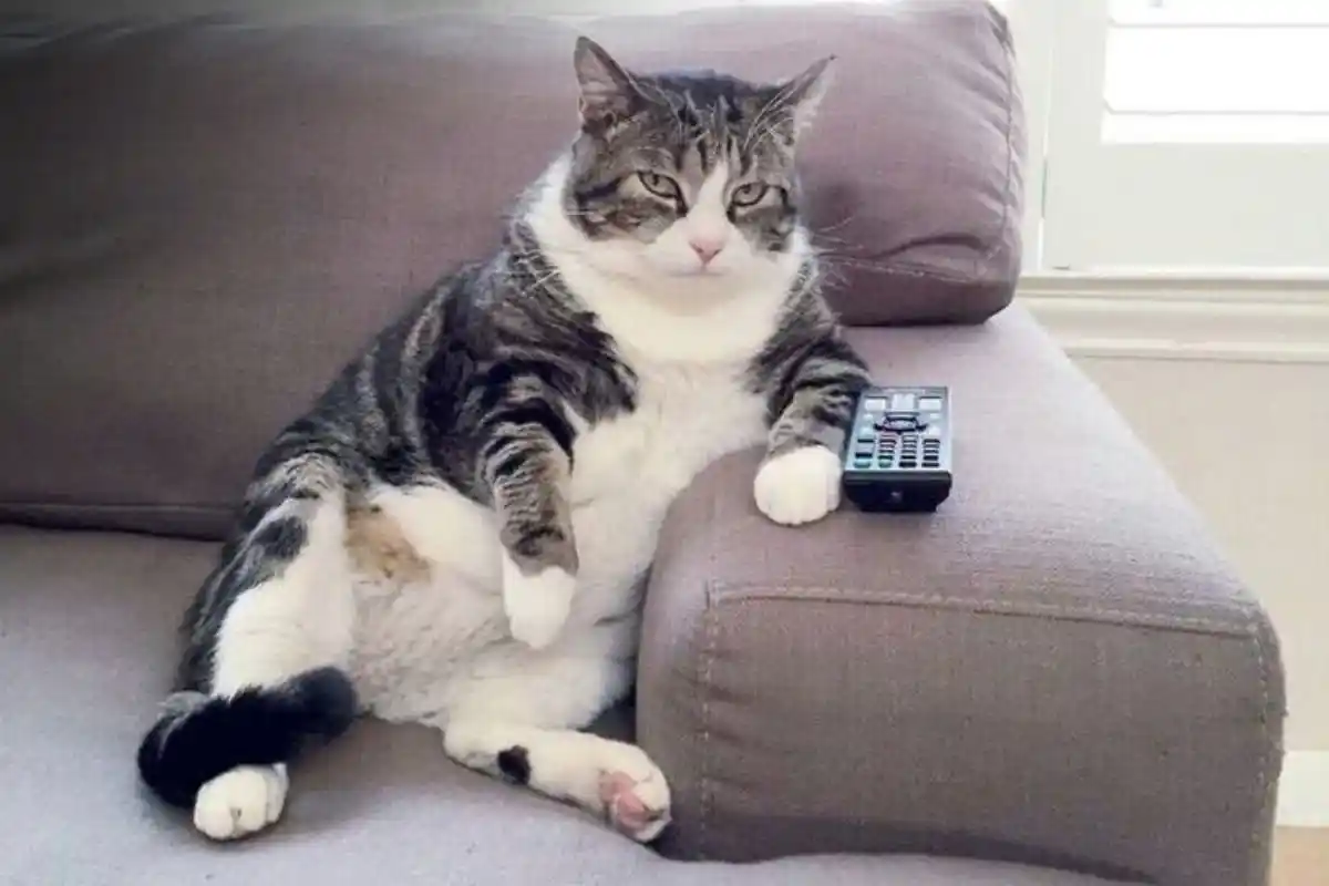 O Que Significa Quando o Teu Gato se Senta no Teu Lugar? Um Veterinário Explica