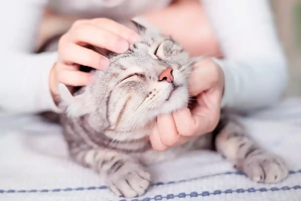 O Que Significa Quando o Teu Gato se Senta no Teu Lugar? Um Veterinário Explica