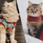 Os Gatos Precisam de Sweaters? Um Veterinário Responde à Pergunta Popular