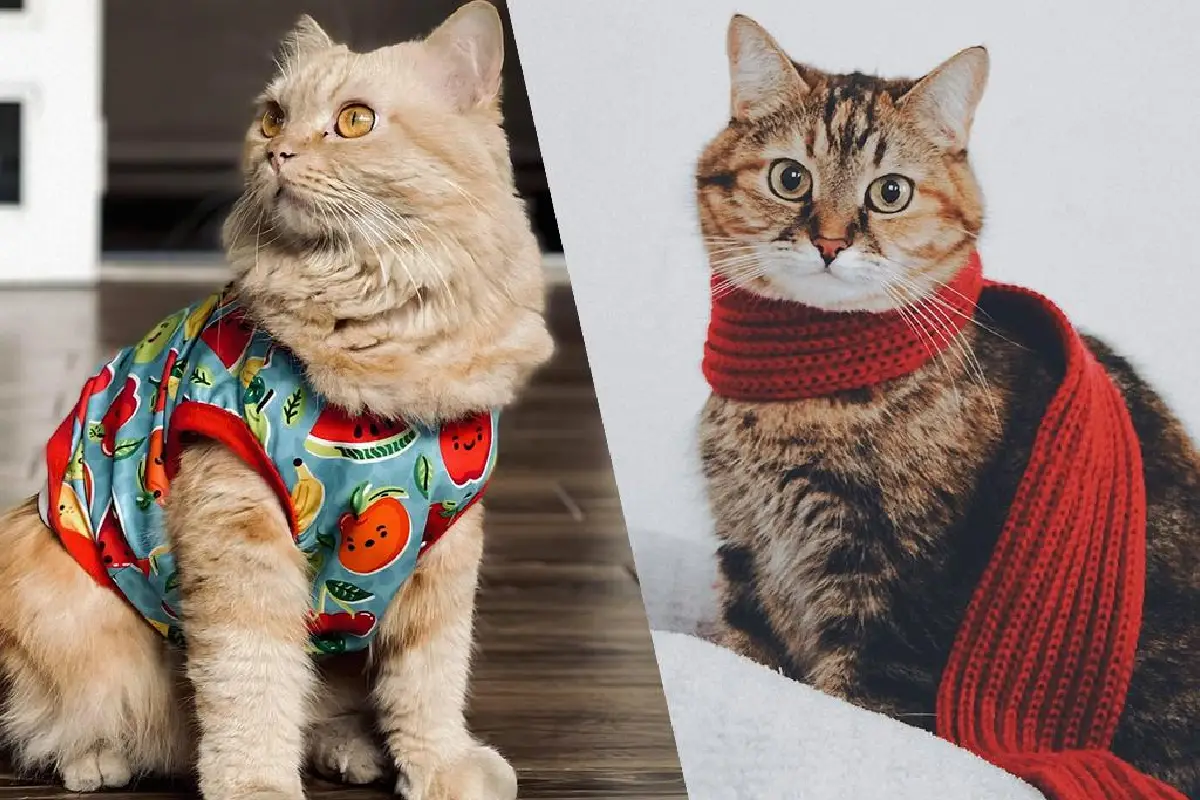 Os Gatos Precisam de Sweaters? Um Veterinário Responde à Pergunta Popular