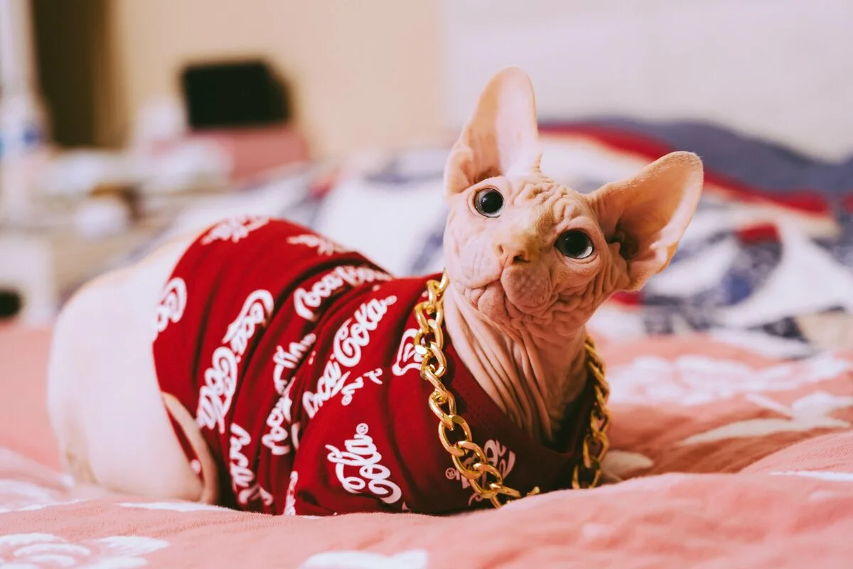 Os Gatos Precisam de Sweaters? Um Veterinário Responde à Pergunta Popular