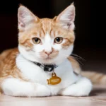 Vale a Pena Colocar Coleira em Gatos? Veterinários Explicam Prós e Contras