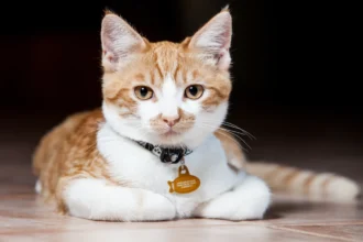 Vale a Pena Colocar Coleira em Gatos? Veterinários Explicam Prós e Contras