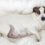 Quanto Tempo Dura a Gravidez em Cães e Como Cuidar do Teu Animal Durante Este Período