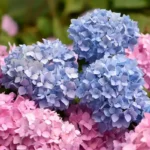 Os 5 Maus Hábitos que Qualquer Iniciante Comete no Cuidado das Hortênsias