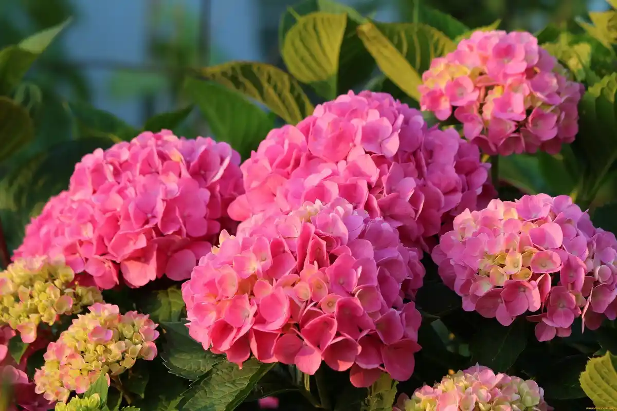 Os 5 Maus Hábitos que Qualquer Iniciante Comete no Cuidado das Hortênsias