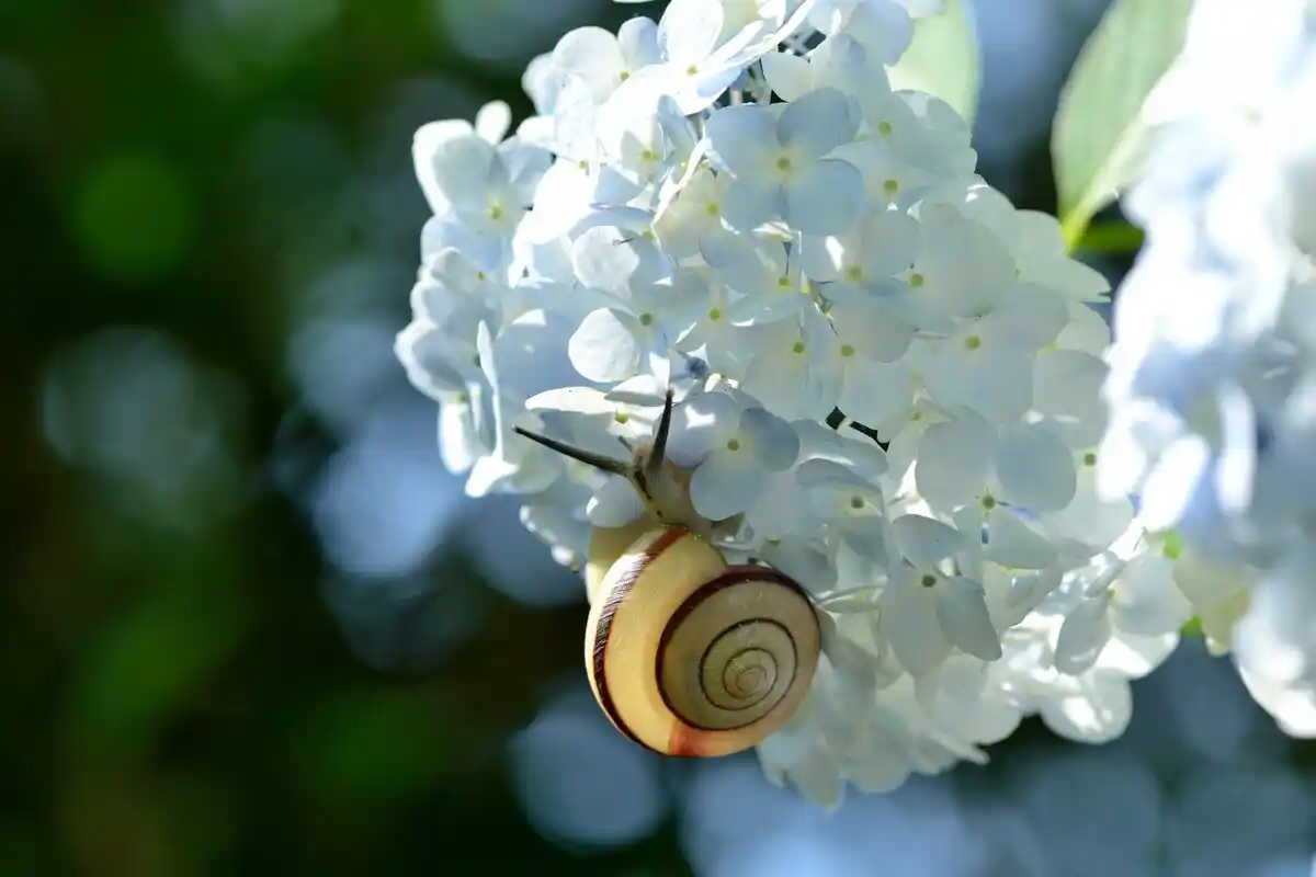 Os 5 Maus Hábitos que Qualquer Iniciante Comete no Cuidado das Hortênsias