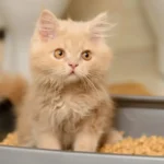 Como Habituar um Gatinho à Caixa de Areia