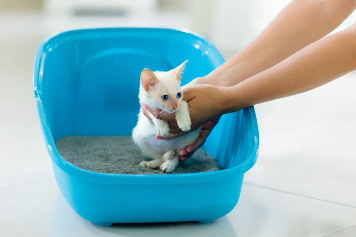Como Habituar um Gatinho à Caixa de Areia