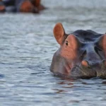 Hipopótamos: Um dos Animais Mais Perigosos do Mundo