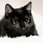 Como Calcular a Idade Real do Teu Gato em Anos Humanos: Desvenda o Segredo!