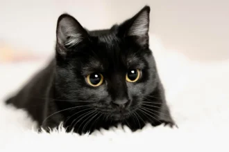 Como Calcular a Idade Real do Teu Gato em Anos Humanos: Desvenda o Segredo!