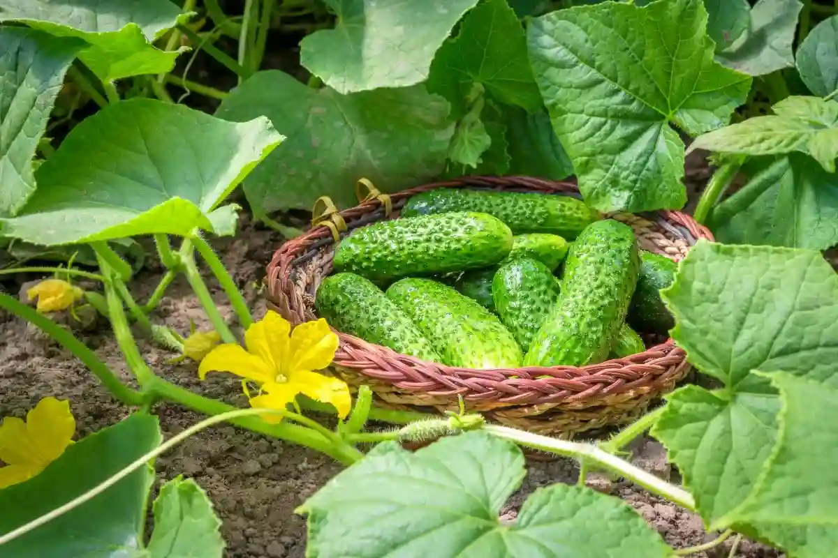 Afasta Abelhas e Vespas do Teu Jardim com Estas Plantas Estratégicas