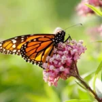 Linda, poderosa e rebelde: A planta que transforma o teu jardim num santuário de borboletas