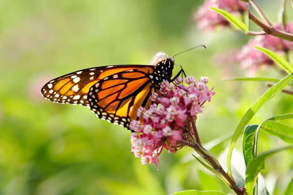 Linda, poderosa e rebelde: A planta que transforma o teu jardim num santuário de borboletas