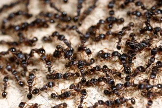 Jasmim com Pragas: O Truque Natural para Eliminar Formigas sem Químicos