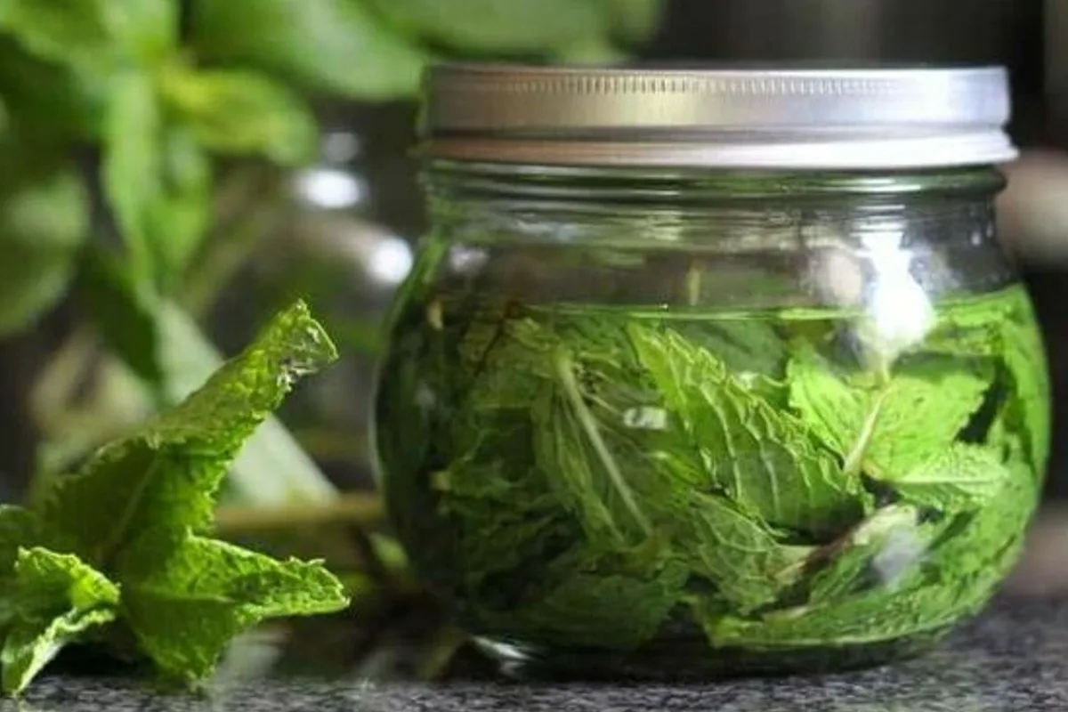 Jasmim com Pragas: O Truque Natural para Eliminar Formigas sem Químicos