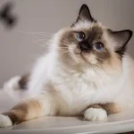 Como Limpar as Orelhas do Gato em Casa: Guia Completo e Sem Stress