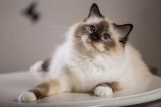 Como Limpar as Orelhas do Gato em Casa: Guia Completo e Sem Stress