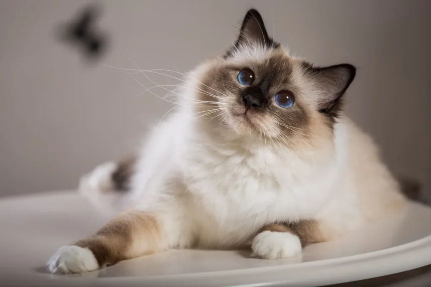 Como Limpar as Orelhas do Gato em Casa: Guia Completo e Sem Stress