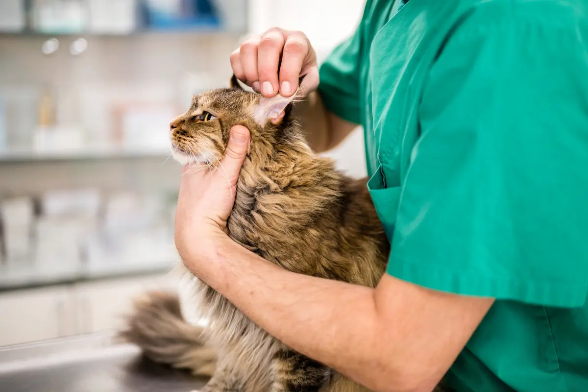 Como Limpar as Orelhas do Gato em Casa: Guia Completo e Sem Stress