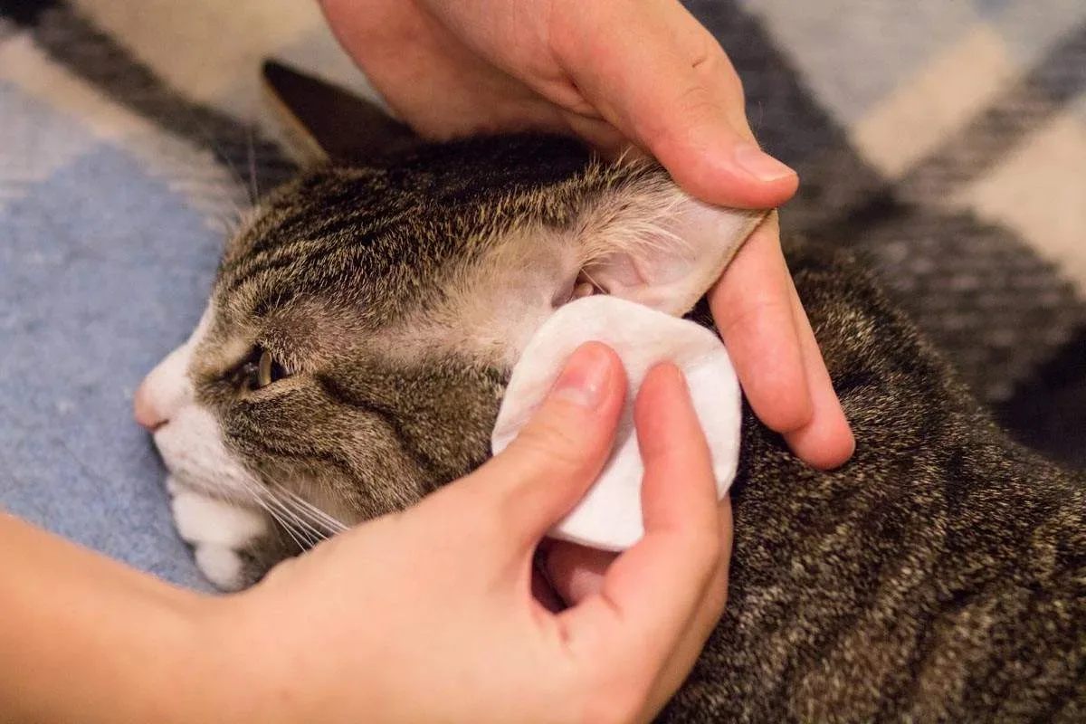 Como Limpar as Orelhas do Gato em Casa: Guia Completo e Sem Stress